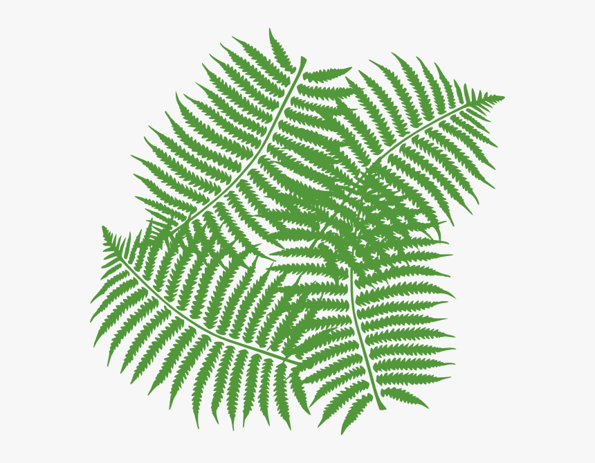 First Class Jungle Leaves Clipart Leaf - Fern Clip Art, HD Png Download, Free Download
