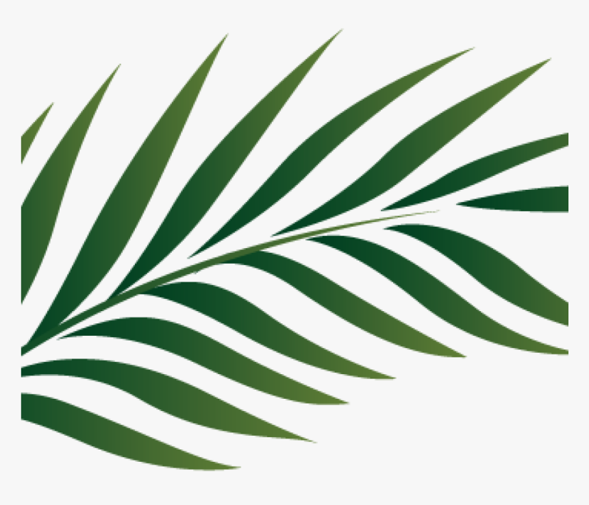 Palm Clipart Palm Branch Image Free Cliparts That You - Palm Tree Leaf Png, Transparent Png, Free Download