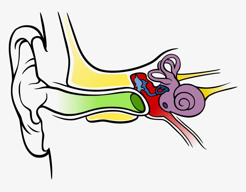 Images For Ear Anatomy Diagram Blank - Happens When Your Ears Pop, HD Png Download, Free Download