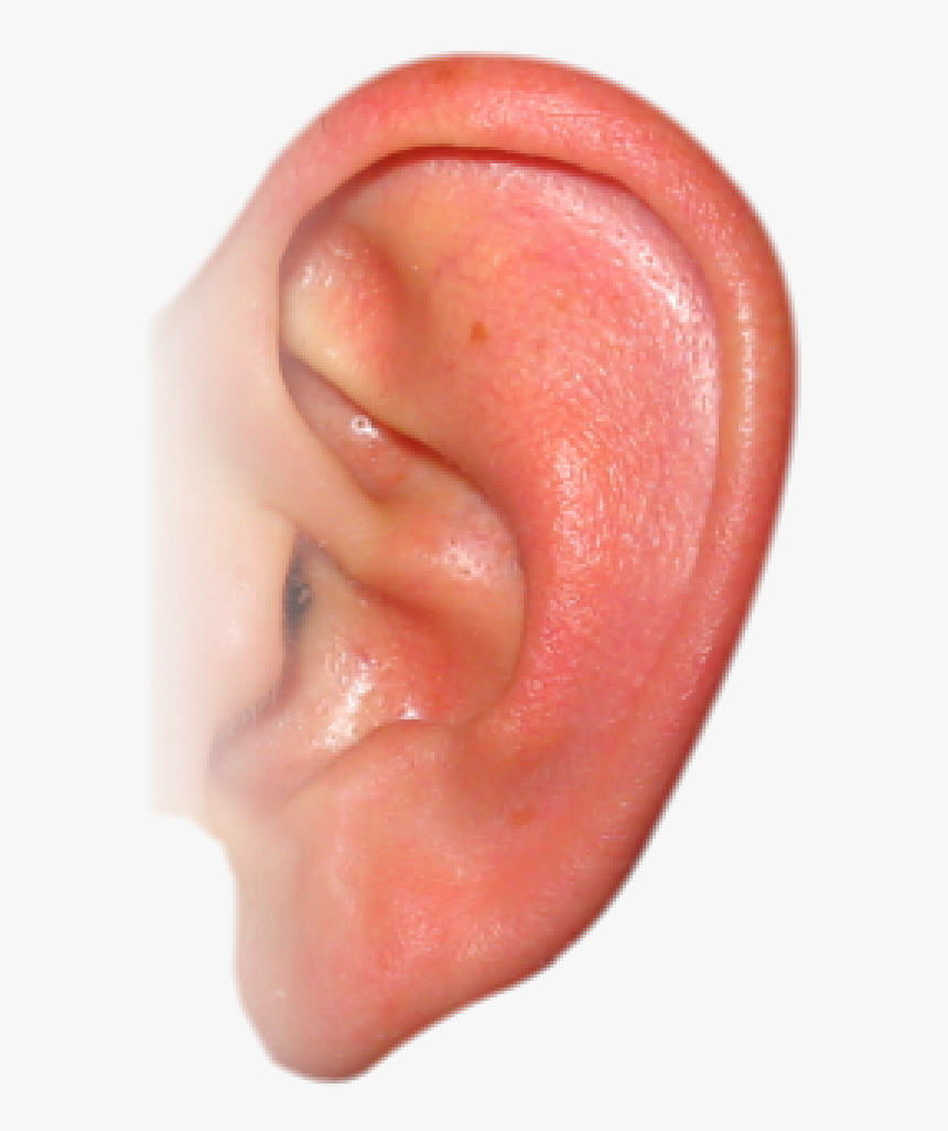 Ear Png Free Download - Ear Png, Transparent Png, Free Download