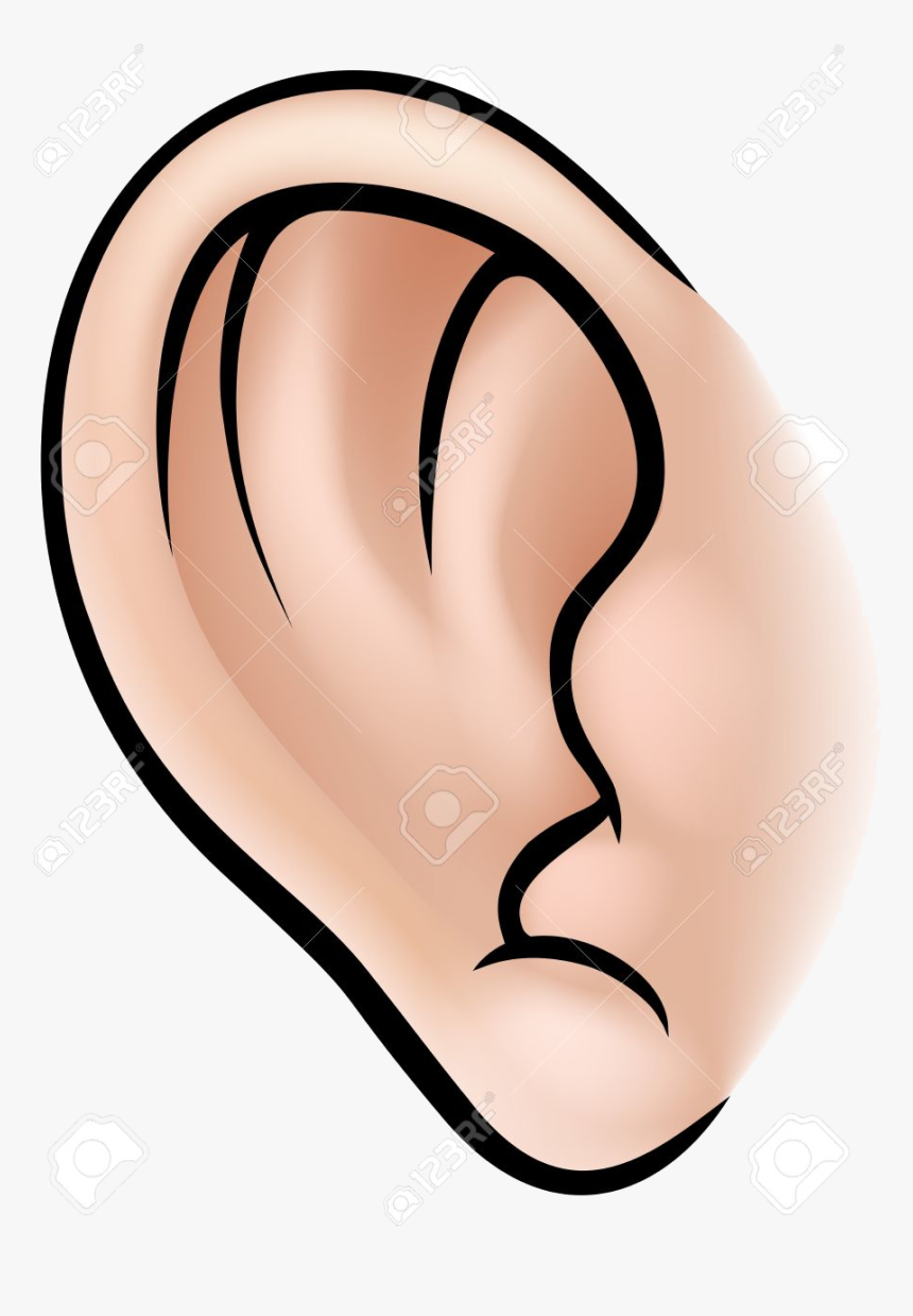 Ear An Illustration Of Human Body Part Clipart Ears - Parts Of Body Ear, HD Png Download, Free Download