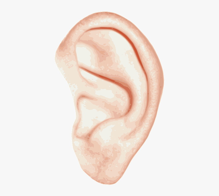 Left, Ear, Hear, Human, Biology, Conch, Cup, Auricle - Girls Ear Png, Transparent Png, Free Download