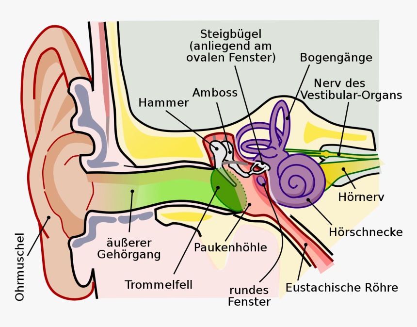 Middle Ear Anatomy, HD Png Download, Free Download