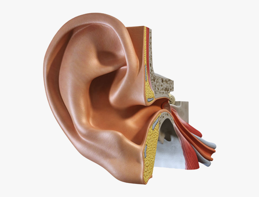 Ear Png Photo - Ear Institute, Transparent Png, Free Download