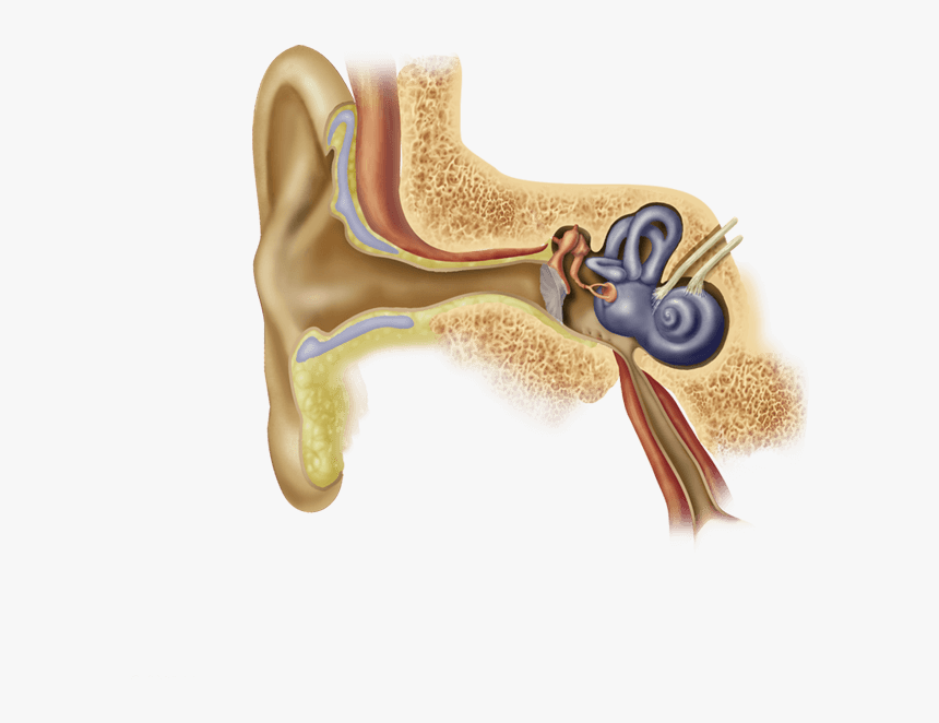 Ear Anatomy Ear Wax, HD Png Download, Free Download