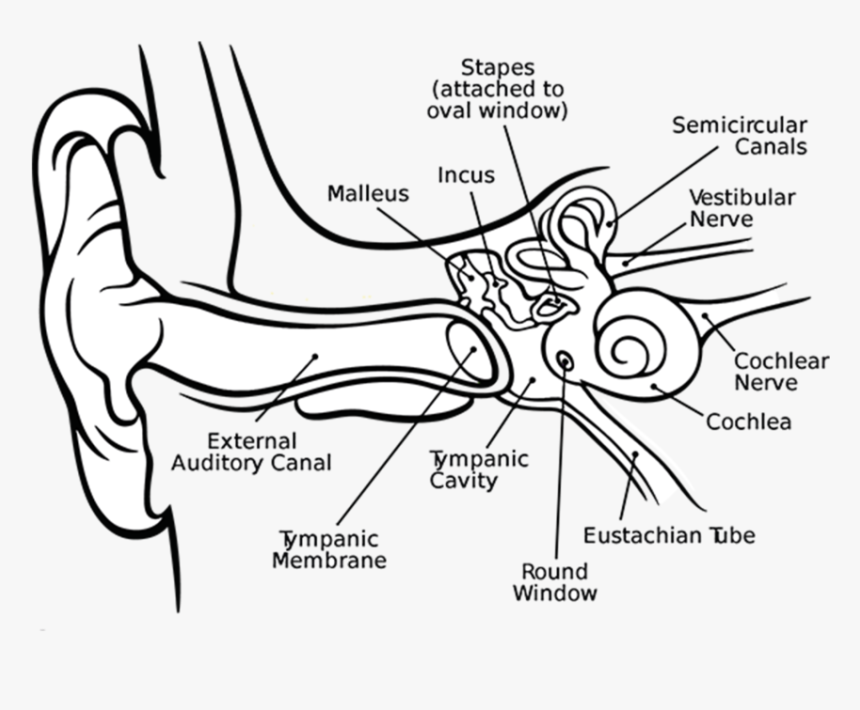 Transparent Ear Clipart Black And White - Anatomy And Physiology Of Human Ear, HD Png Download, Free Download