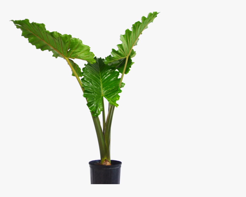 Alocasia Portora "elephant Ear - Transparent Elephant Ear Png, Png Download, Free Download