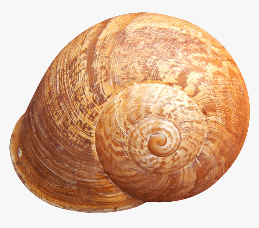 Shell Png Transparent Image - Shell Png, Png Download, Free Download