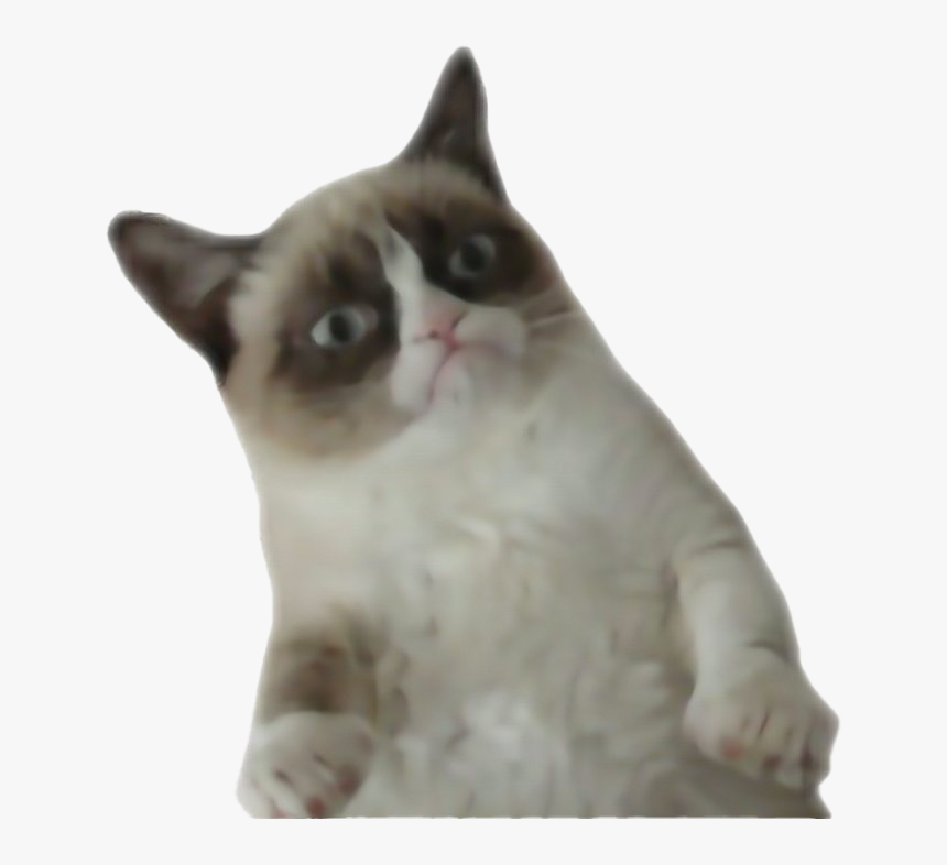 Transparent Funny Cat Png - Grumpy Cat Transparent Background, Png Download, Free Download