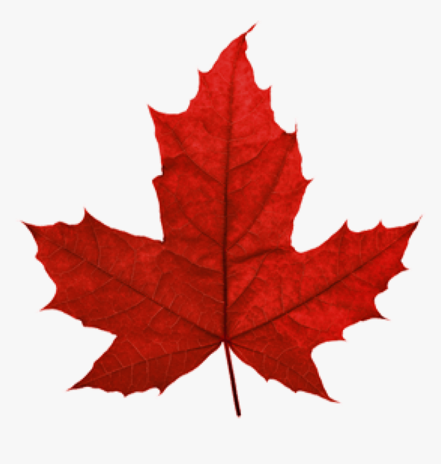 Transparent Maple Leaf Png - Transparent Maple Leaf, Png Download, Free Download