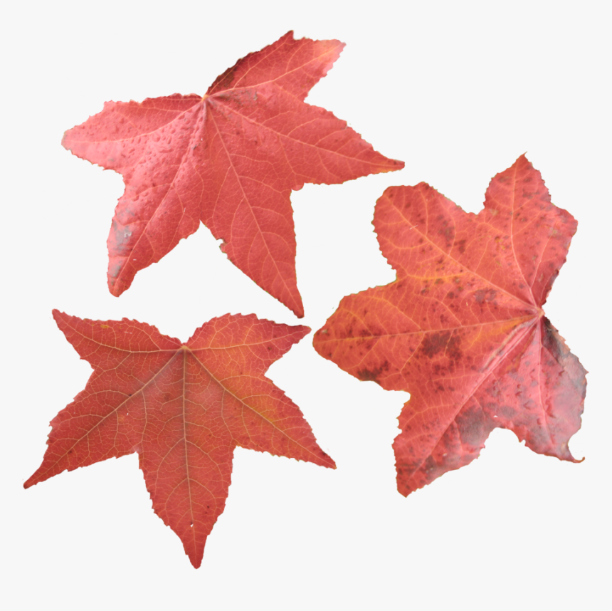 Maple Leaf Png Picture - Maple Leaves, Transparent Png, Free Download