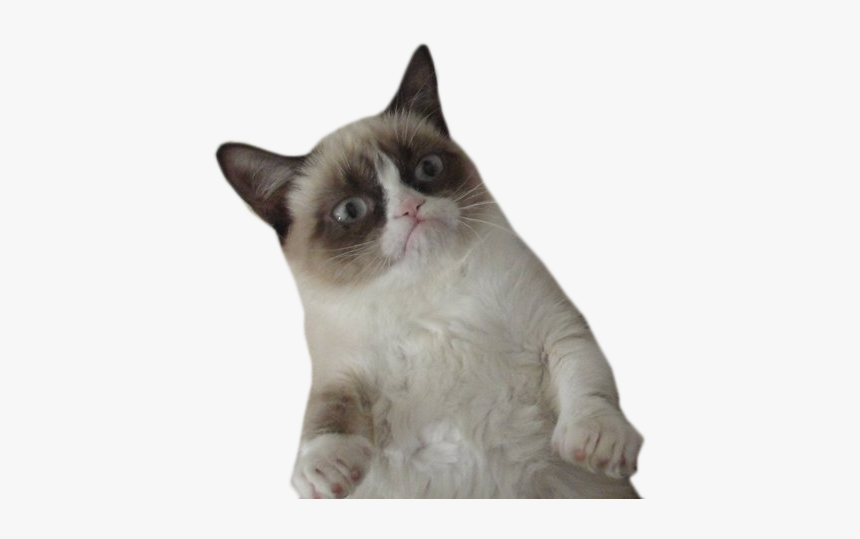 #grumpycat - Grumpy Cat Transparent Background, HD Png Download, Free Download