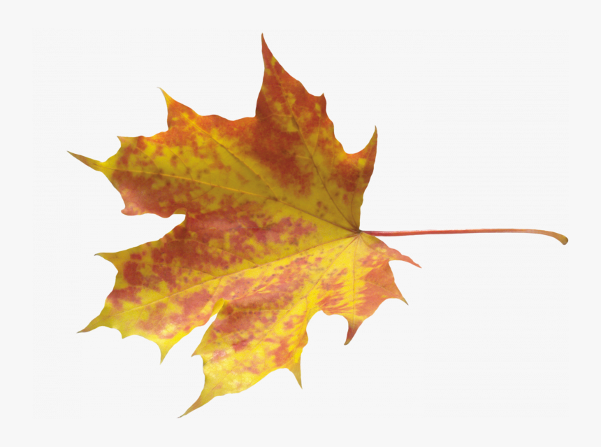 Download And Use Autumn Leaves Png Clipart - Transparent Autumn Leaf Png, Png Download, Free Download