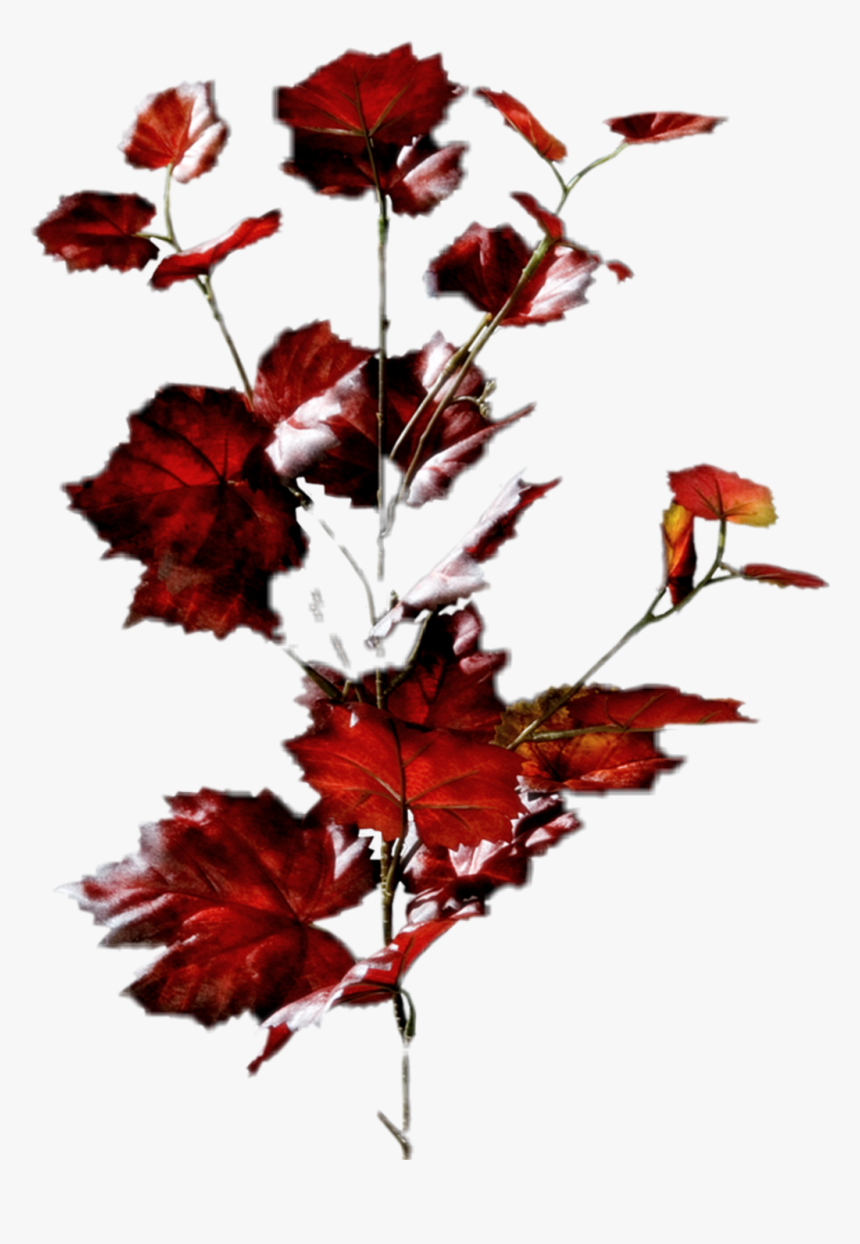 Maple Leaf , Png Download - Maple Leaf, Transparent Png, Free Download