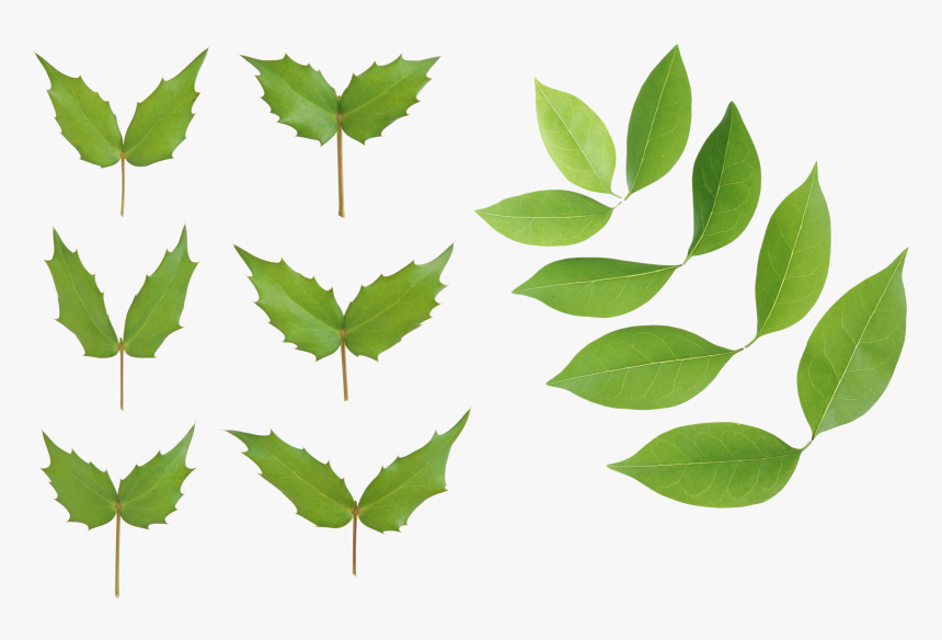 Green Leaves, HD Png Download, Free Download