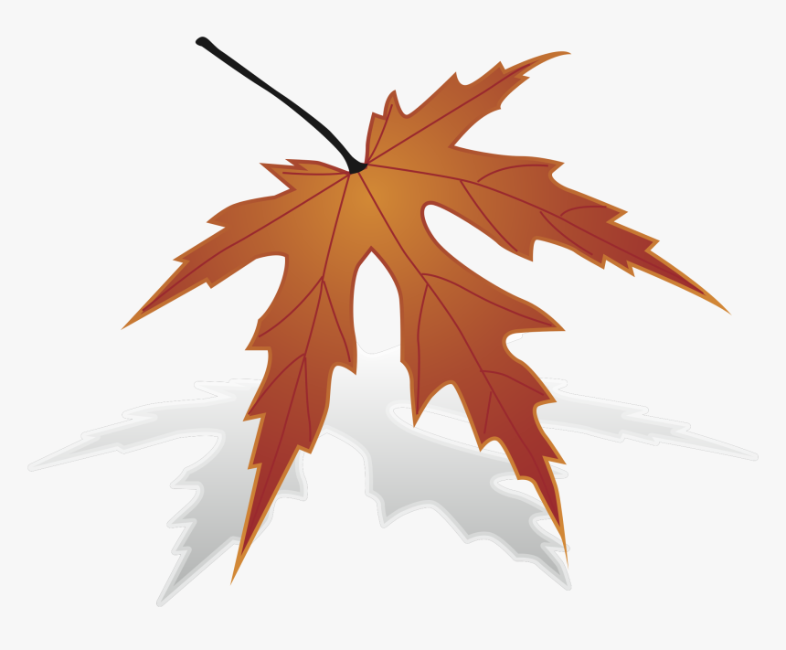 Japanese Maple, HD Png Download, Free Download