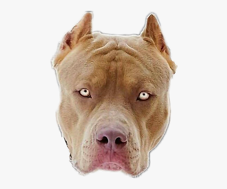 Transparent Pitbull Head Png - Mirada De Pitbull, Png Download, Free Download