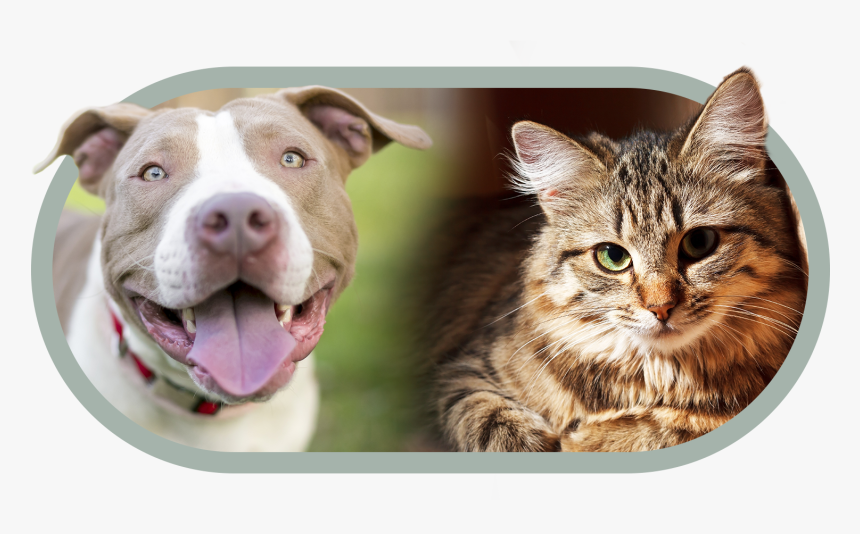 Transparent Pitbull Dog Png - Cat, Png Download, Free Download