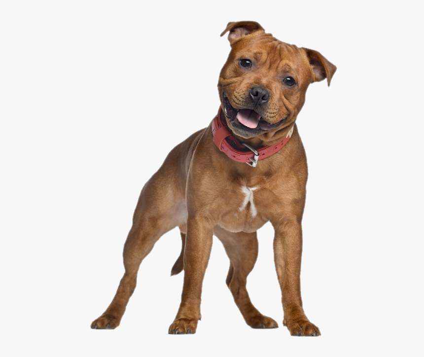 Staffordshire Bull Terrier, HD Png Download, Free Download