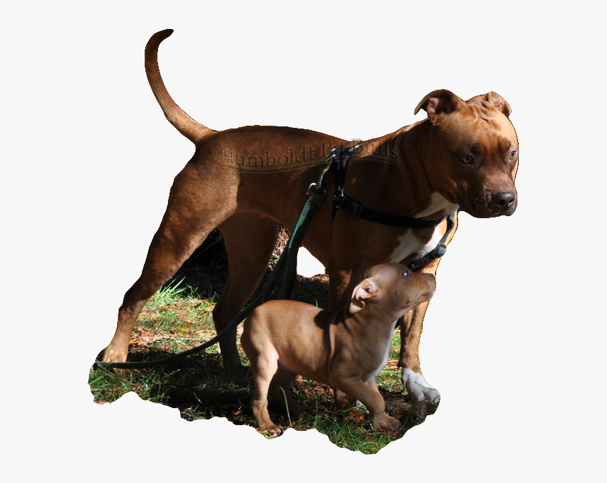 Red Nose American Pit Bull Terrier Breeders In Ca Who - Pitbull American Png, Transparent Png, Free Download