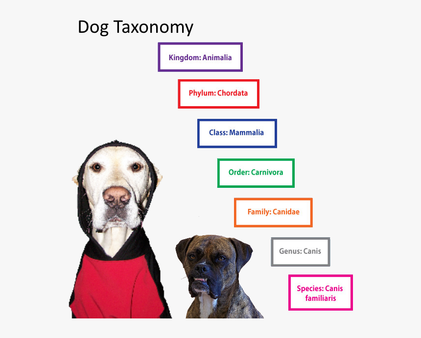 Dog Animal Classification System, HD Png Download, Free Download