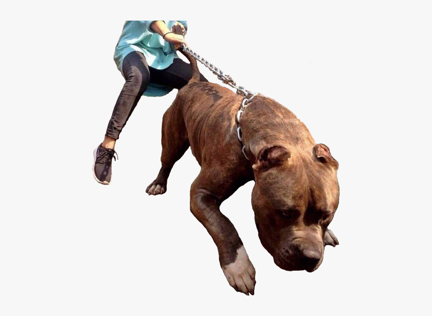 Pitbull Dog Xxl, HD Png Download, Free Download