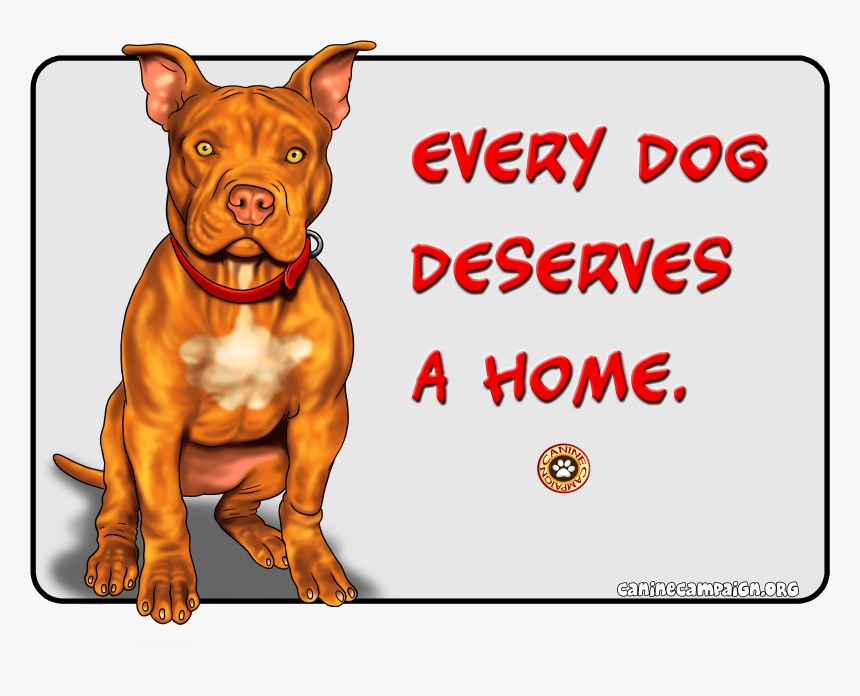 Pit Bull, HD Png Download, Free Download