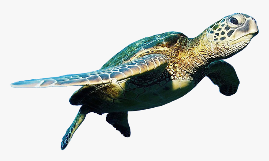 Transparent Background Turtle Png, Png Download, Free Download