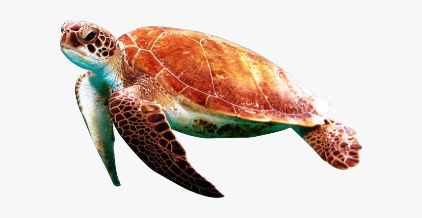 Sea Turtles Transparent Background Png Image Free Download - Sea Turtle Transparent Background, Png Download, Free Download