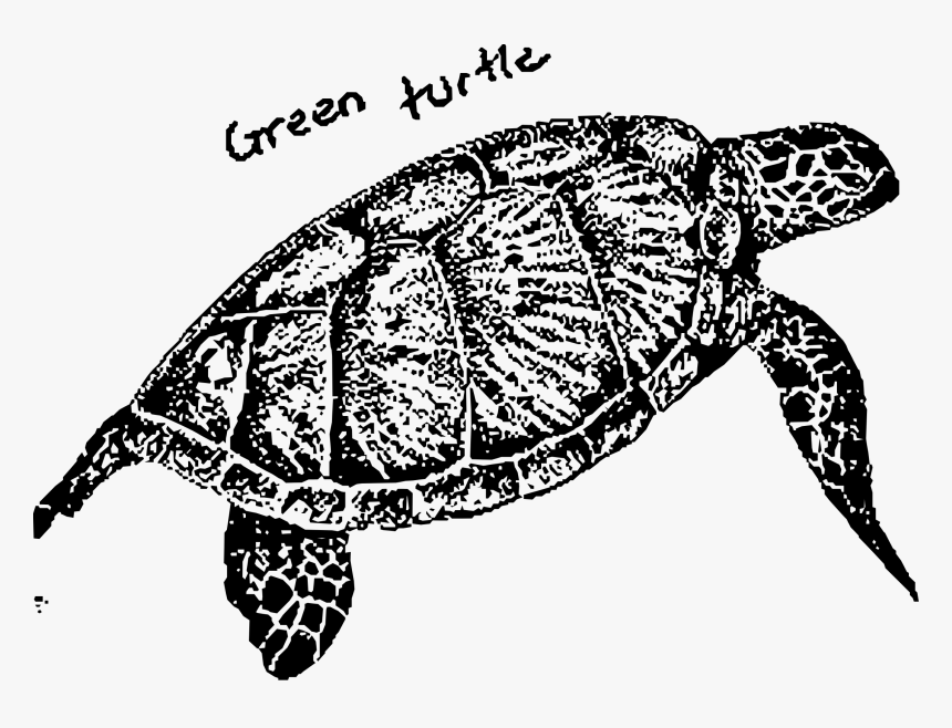 Green Turtle Clip Arts - Turtles Green Turtle Black And White, HD Png Download, Free Download