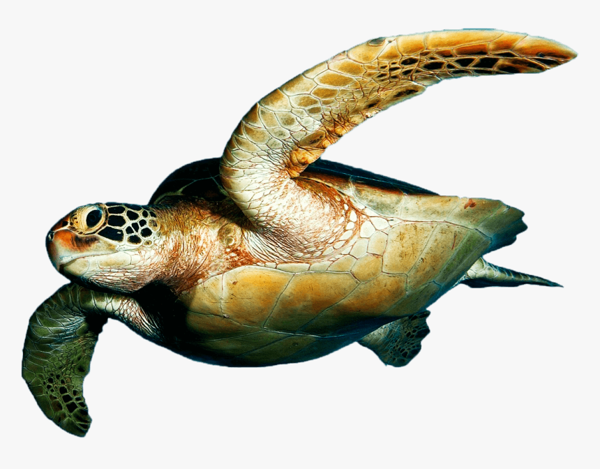 Sea Turtles, Rv-42, - Sea Turtle On Transparent Background, HD Png Download, Free Download