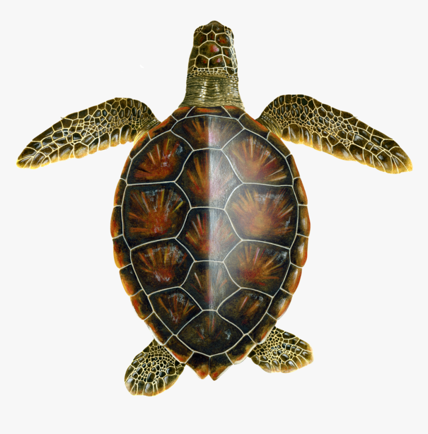 Juvenile Oceanic Green Turtle - Scientific Drawing Of A Turtle, HD Png Download, Free Download