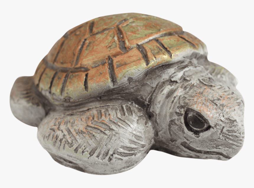 Galápagos Tortoise, HD Png Download, Free Download