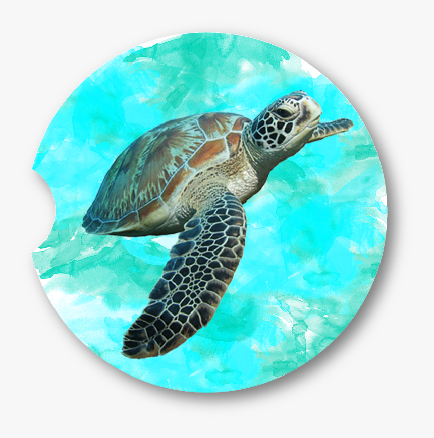 Sea Turtle Car Coaster 1 - Sea Turtle Transparent Background, HD Png Download, Free Download