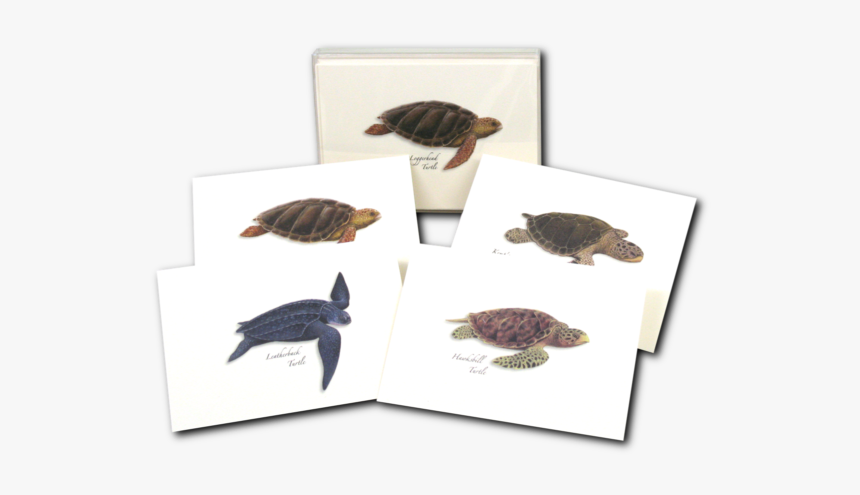 Green Sea Turtle, HD Png Download, Free Download