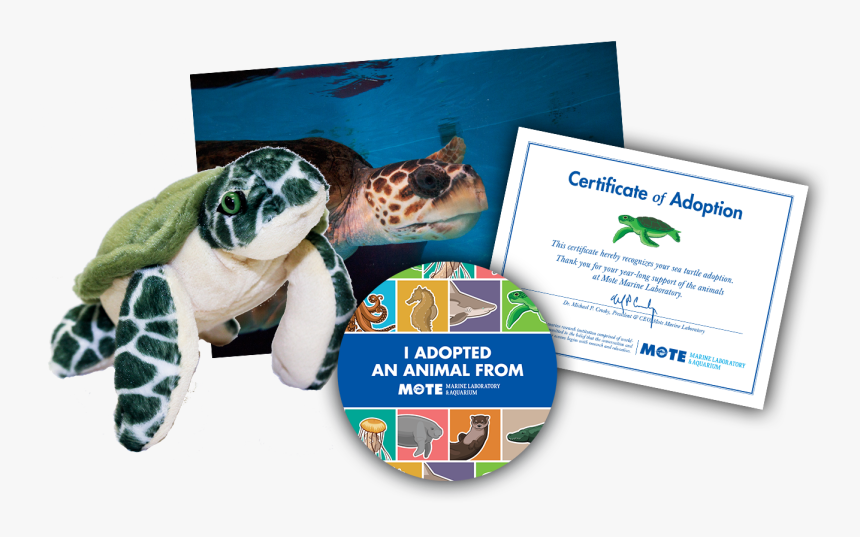 Items Included In Buddy Package - Green Sea Turtle, HD Png Download, Free Download