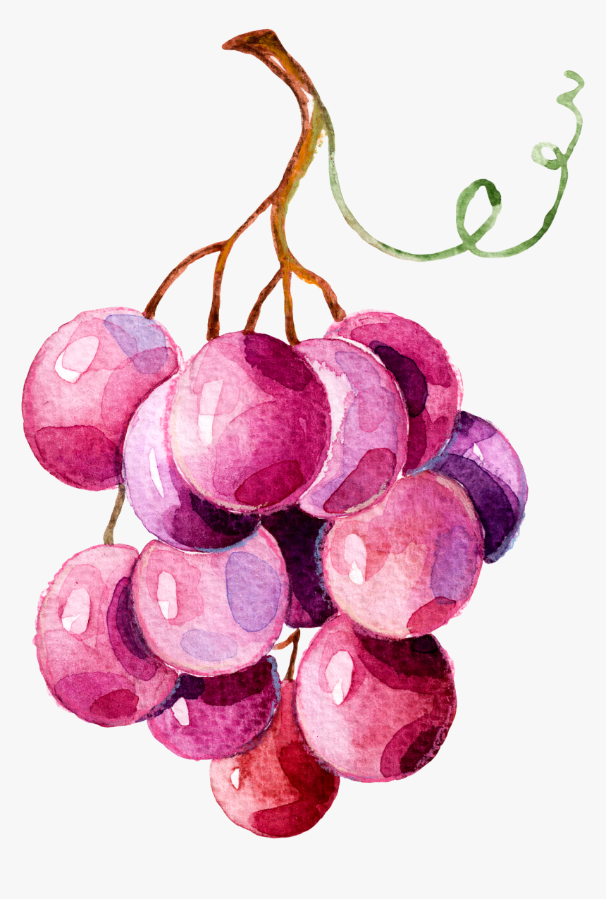 Grape Illustration Png, Transparent Png, Free Download