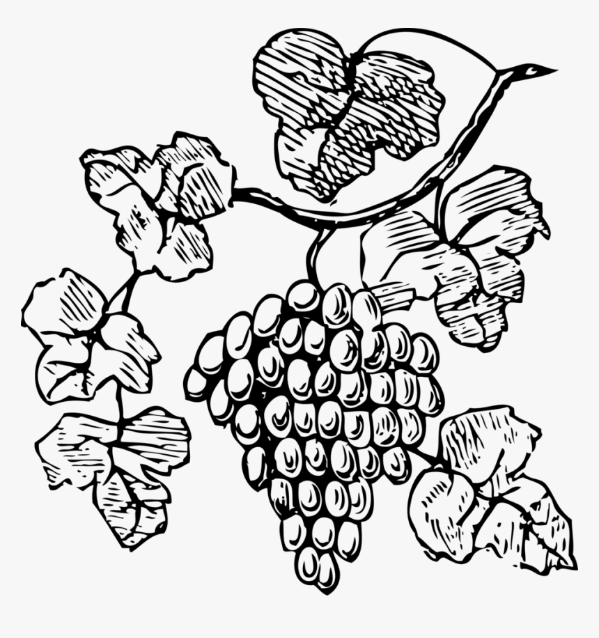 Grapes Clip Art At Clker - Grape Vine Clipart Black And White, HD Png Download, Free Download