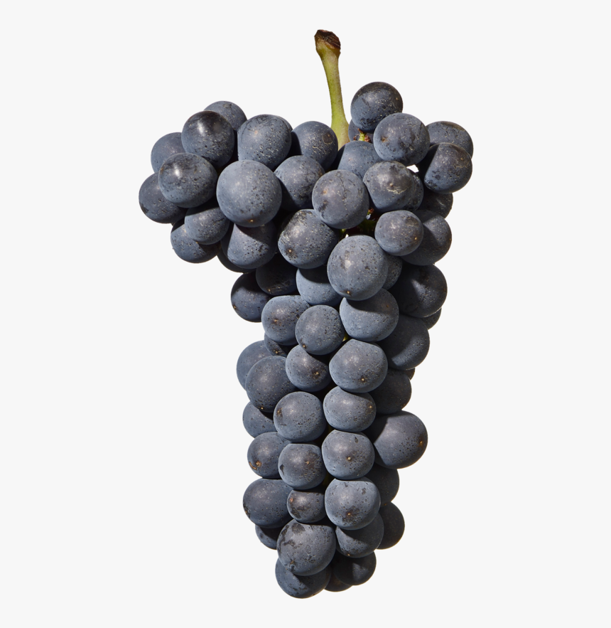 Pinot Noir Grape Png, Transparent Png, Free Download