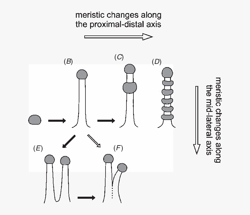 Different Type Of Tentacles And Their Possible Evolution - Different Type Of Tentacles, HD Png Download, Free Download