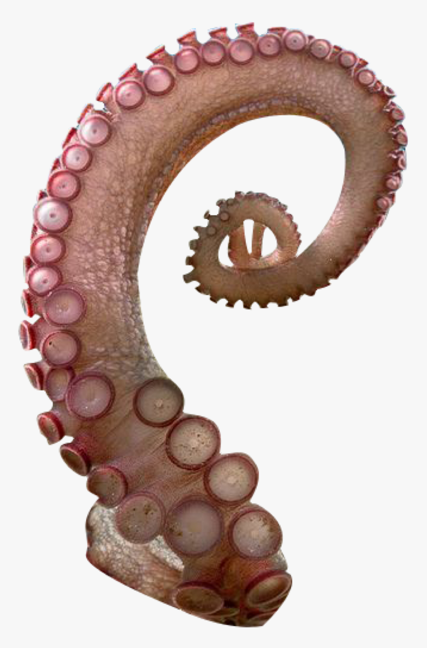 Octopus Tentacle Png , Png Download - Octopus Tentacle Png, Transparent Png, Free Download