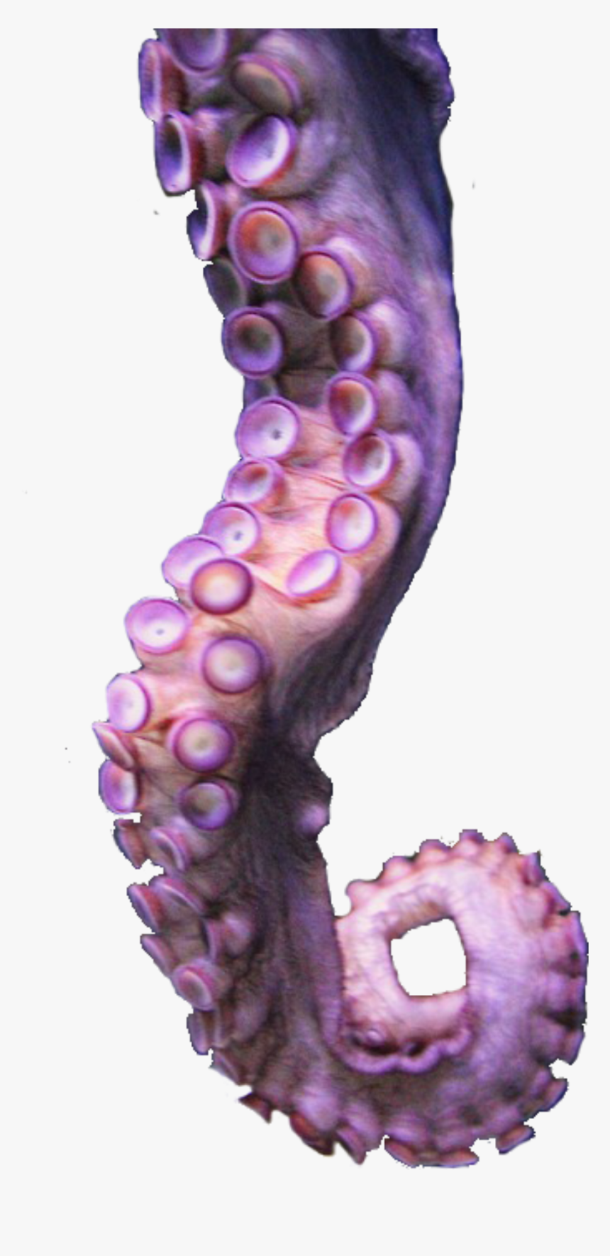 Tentacle Png , Transparent Cartoons - Tentacle Png, Png Download, Free Download