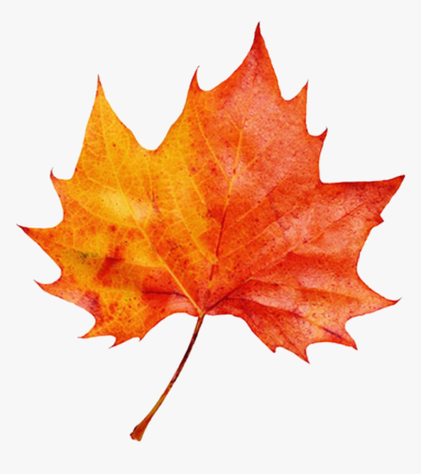 #leaf #leaves #fall #fallingleaves #autumn #autumnleaves - Autumn Leaf, HD Png Download, Free Download