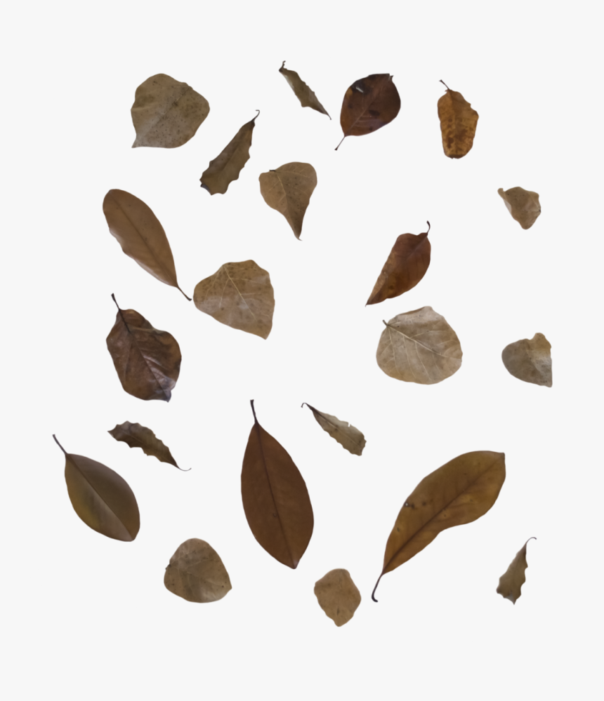 Falling Leaf Png Transparent Image - Brown Leaves Png, Png Download, Free Download