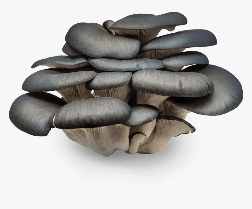 Oyster Mushroom, HD Png Download, Free Download