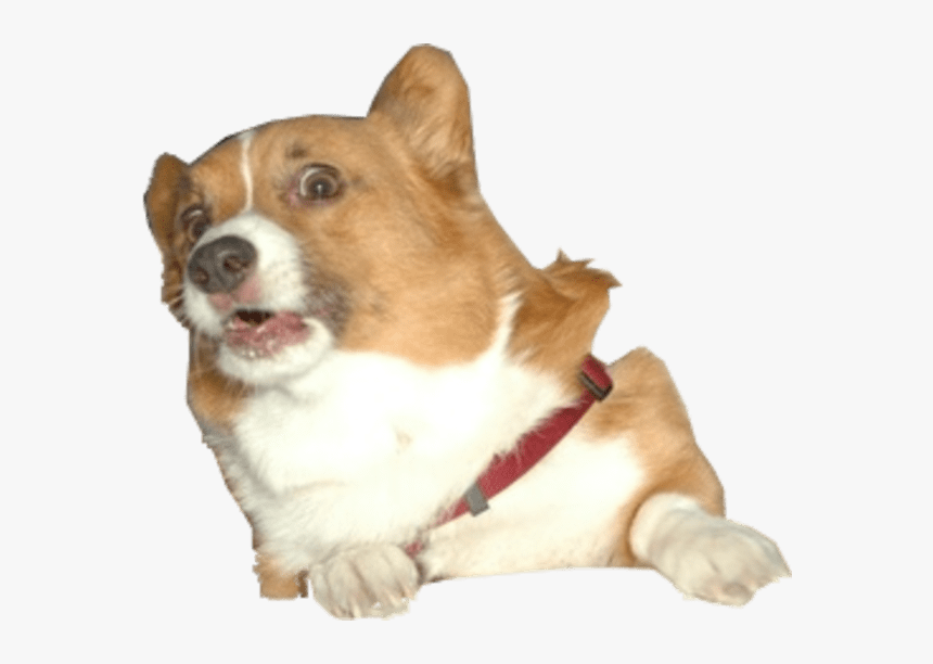 Surprised Corgi Dog - Corgi Dog Transparent, HD Png Download, Free Download