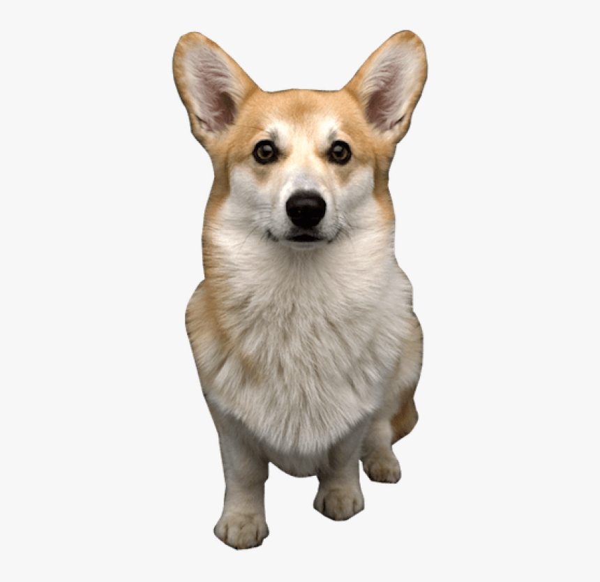 Corgi Face Transparent, HD Png Download, Free Download