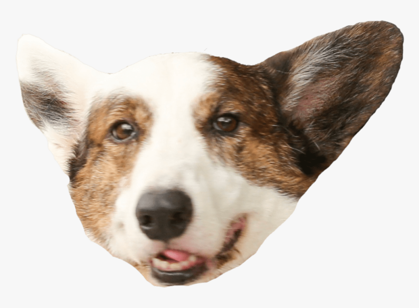 Corgi Head Transparent, HD Png Download, Free Download