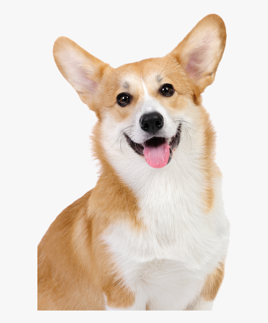 Corgi Png Puppy, Transparent Png, Free Download