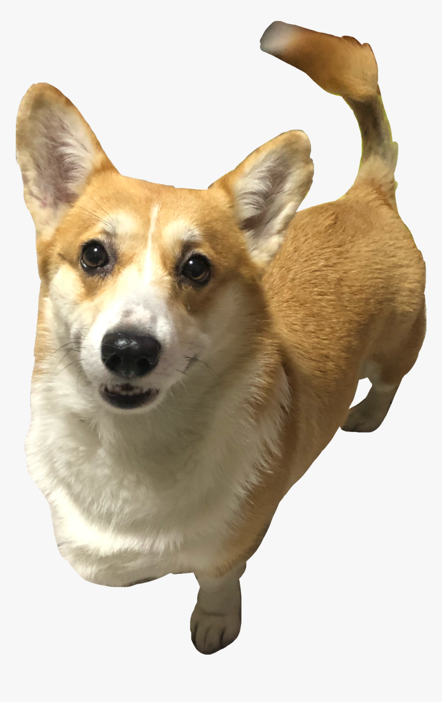 #corgi #cha #freetoedit - Pembroke Welsh Corgi, HD Png Download, Free Download